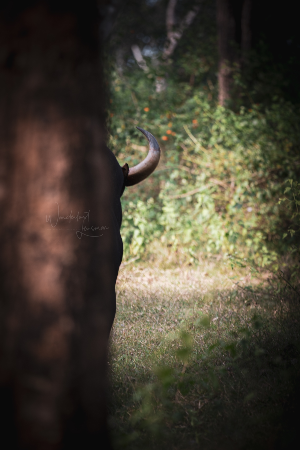 the bison Kabini: Wilderness amidst the pandemic